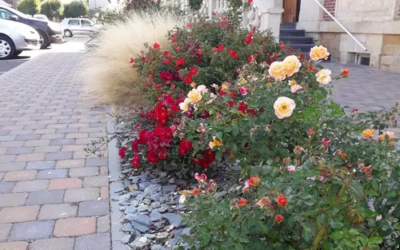 Massif devant la mairie de Chaumont-Porcien (plantation 2018, photo 2020)