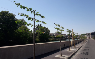 Plantation de Tilleul formé en rideau, Boulevard de la 2ème Division d&rsquo;Infanterie à Rethel (08) (2020)