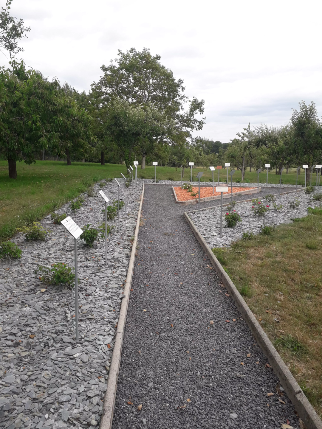 Roseraie Launois sur Vence (2)