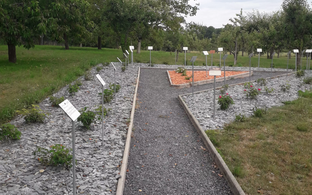 Rénovation de la Roseraie Nicolas à l&rsquo;Ancien Relais de Poste au chevaux de Launois sur Vence (08) (2019)