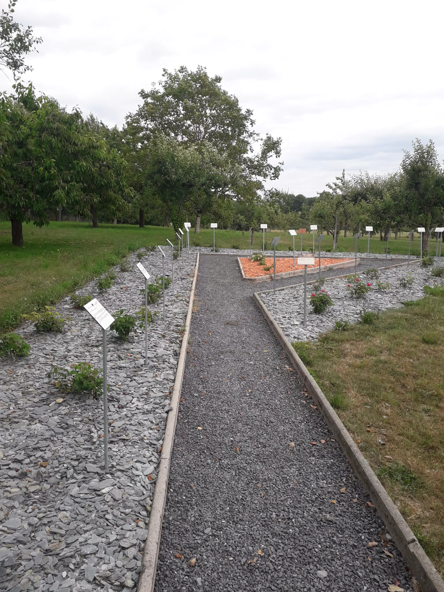 Roseraie Launois sur Vence (2)