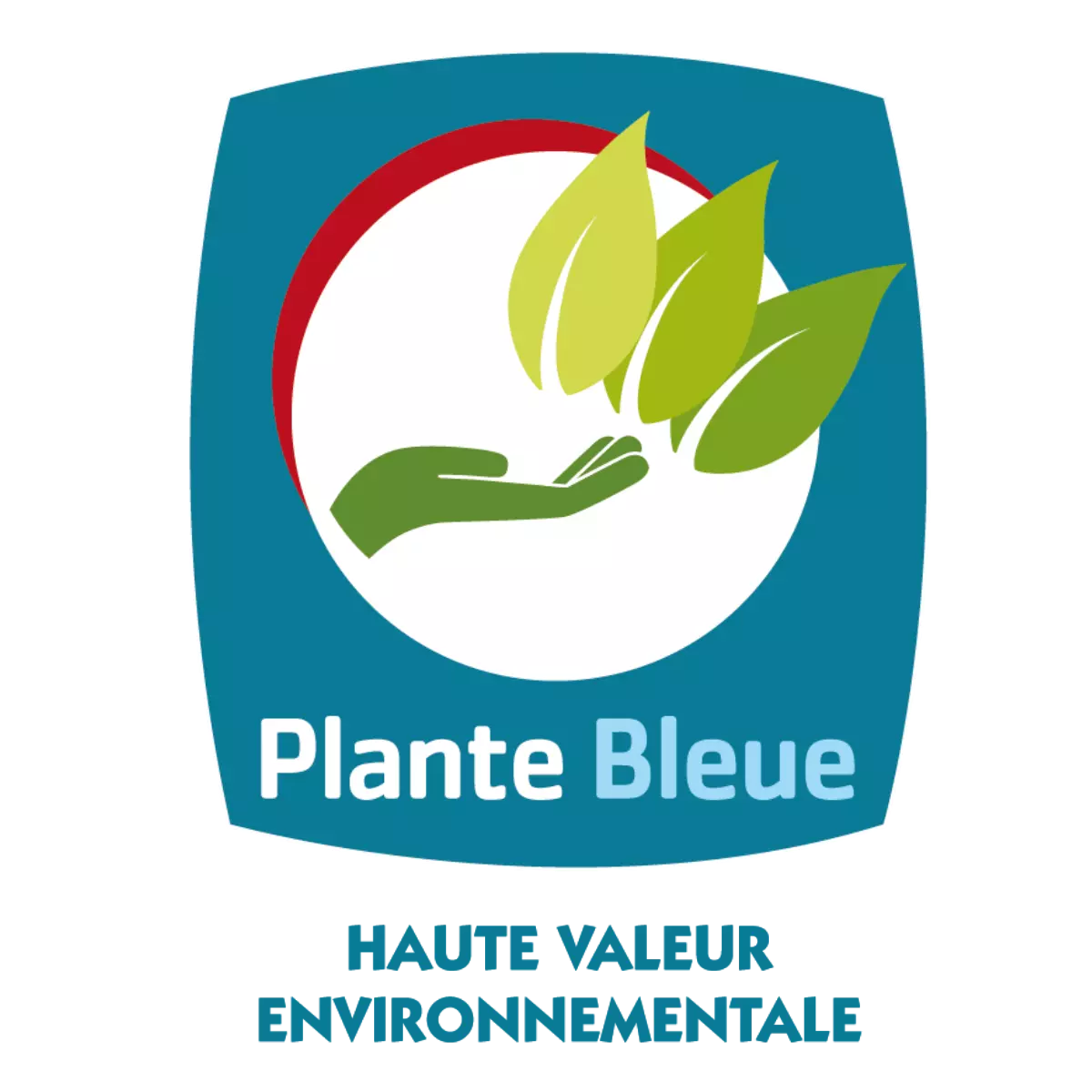 plante-bleue-3