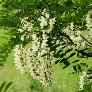 Acacia