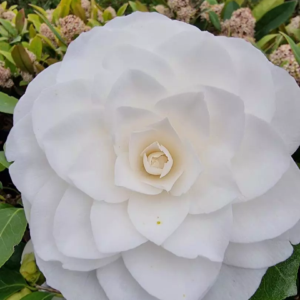 Camelia