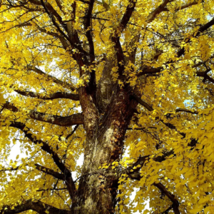 ginko