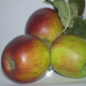 pomme colapuy (1)