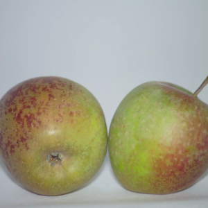 pomme coutelle de France