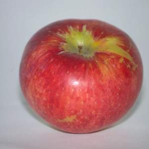 pomme grand alexandre