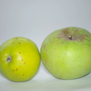 pomme reinette du mans (1)