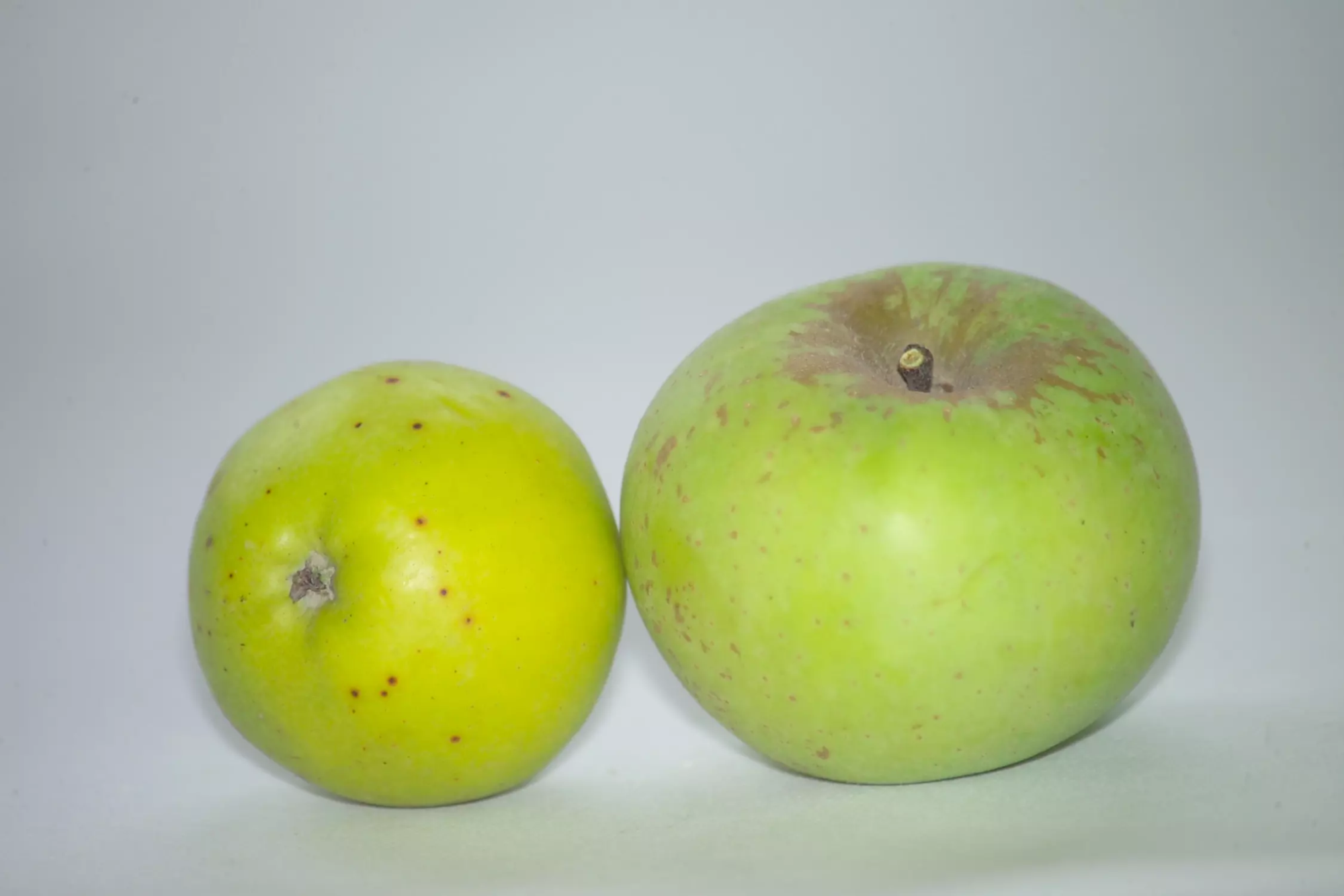 pomme reinette du mans (1)