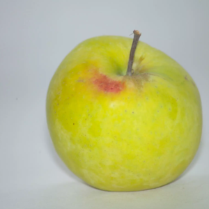 pomme transparente de Croncels (1)