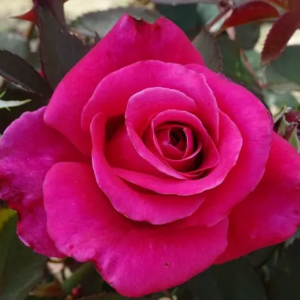 Purple voluptia