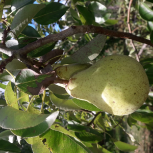 William,_s Fruit (2)
