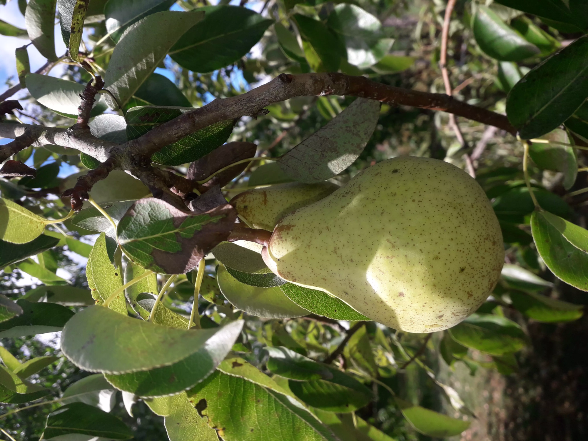 William,_s Fruit (2)