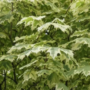 Acer negundo panaché