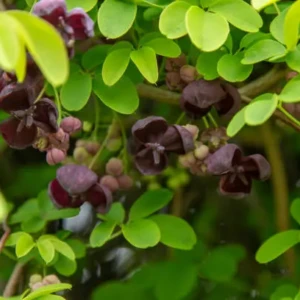 Akebia quinata