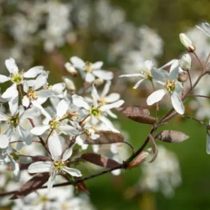 Amelanchier