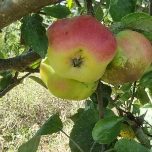 Api étoilé