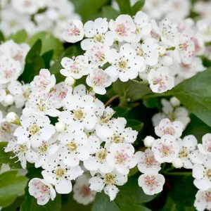 Aubepine