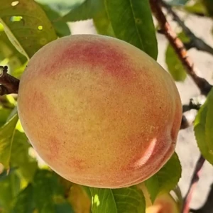 Baltet