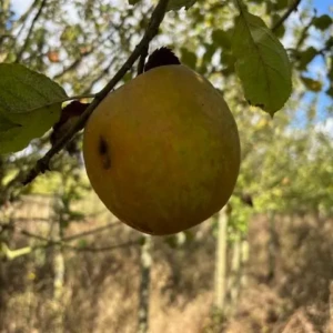 Belle de Boskoop