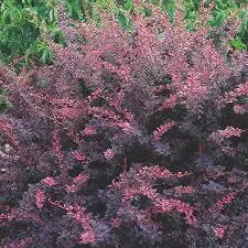 berberis