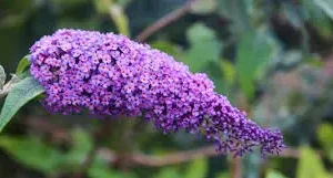 buddlelia