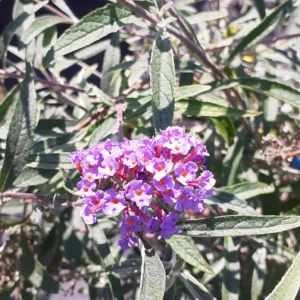 Buddleia