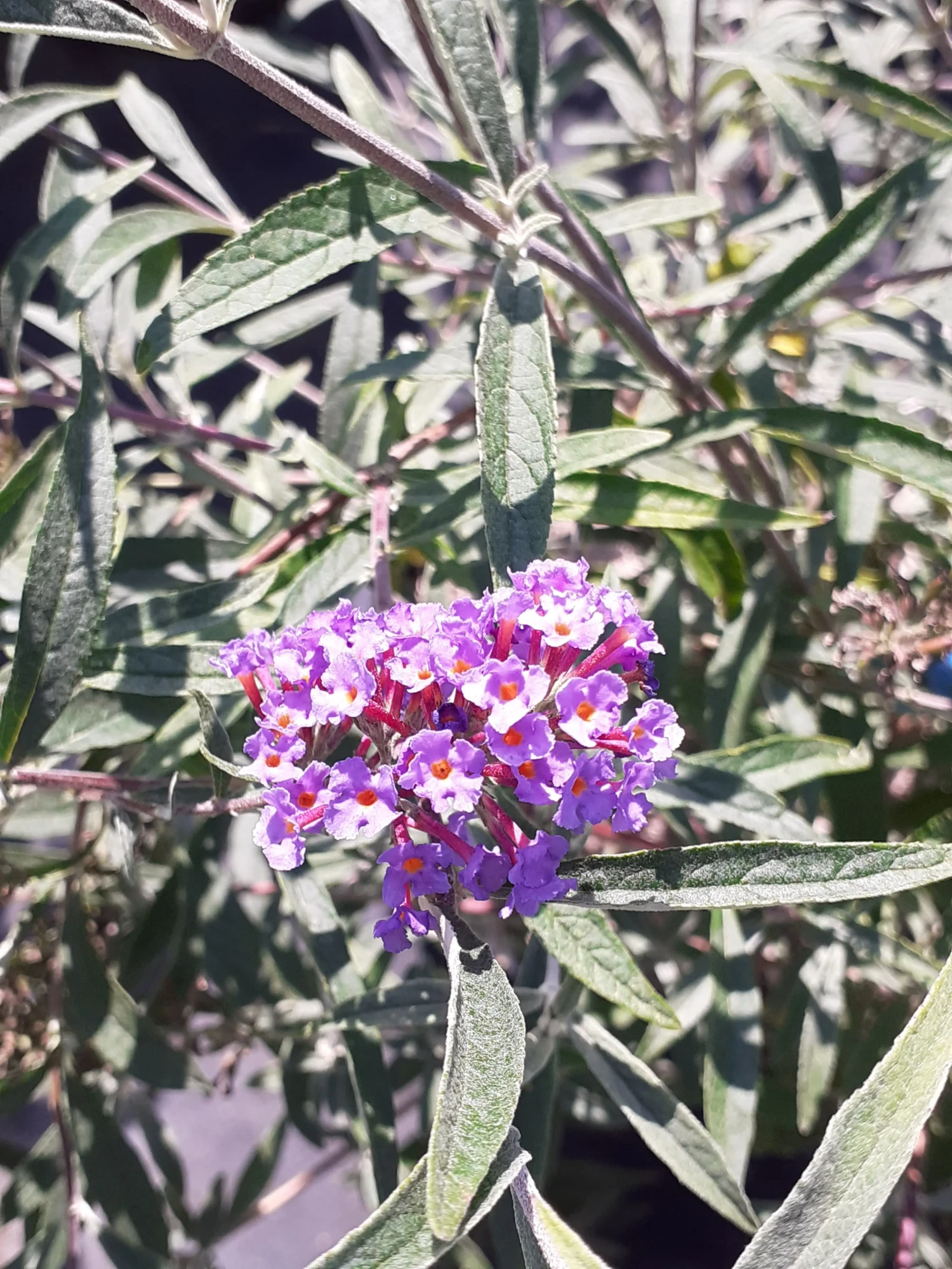 Buddleia