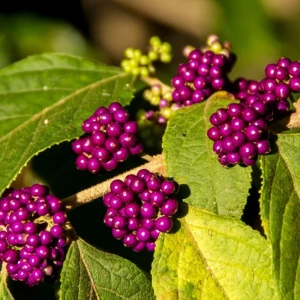 callicarpa