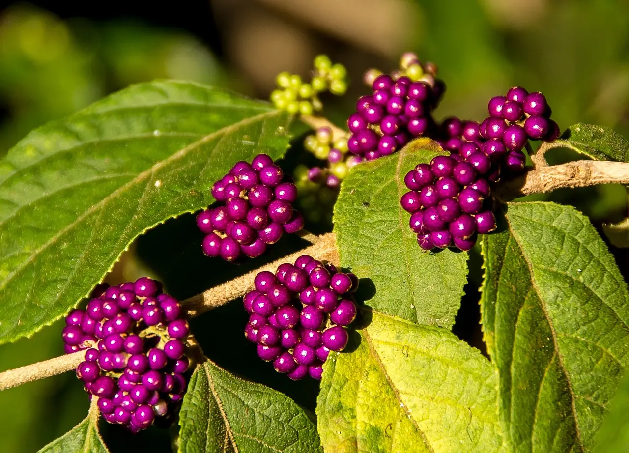 callicarpa