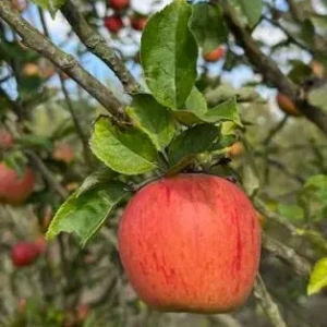 Capendu rouge