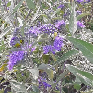 Caryopteris