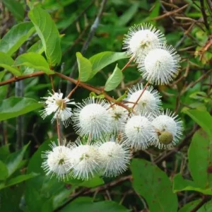 Cephalentus