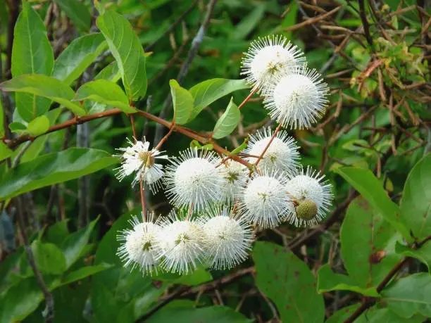 Cephalentus