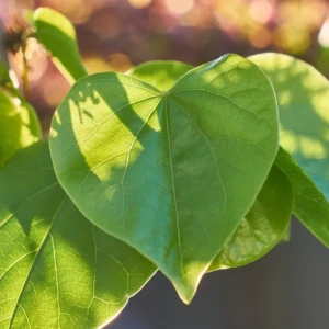 cercis