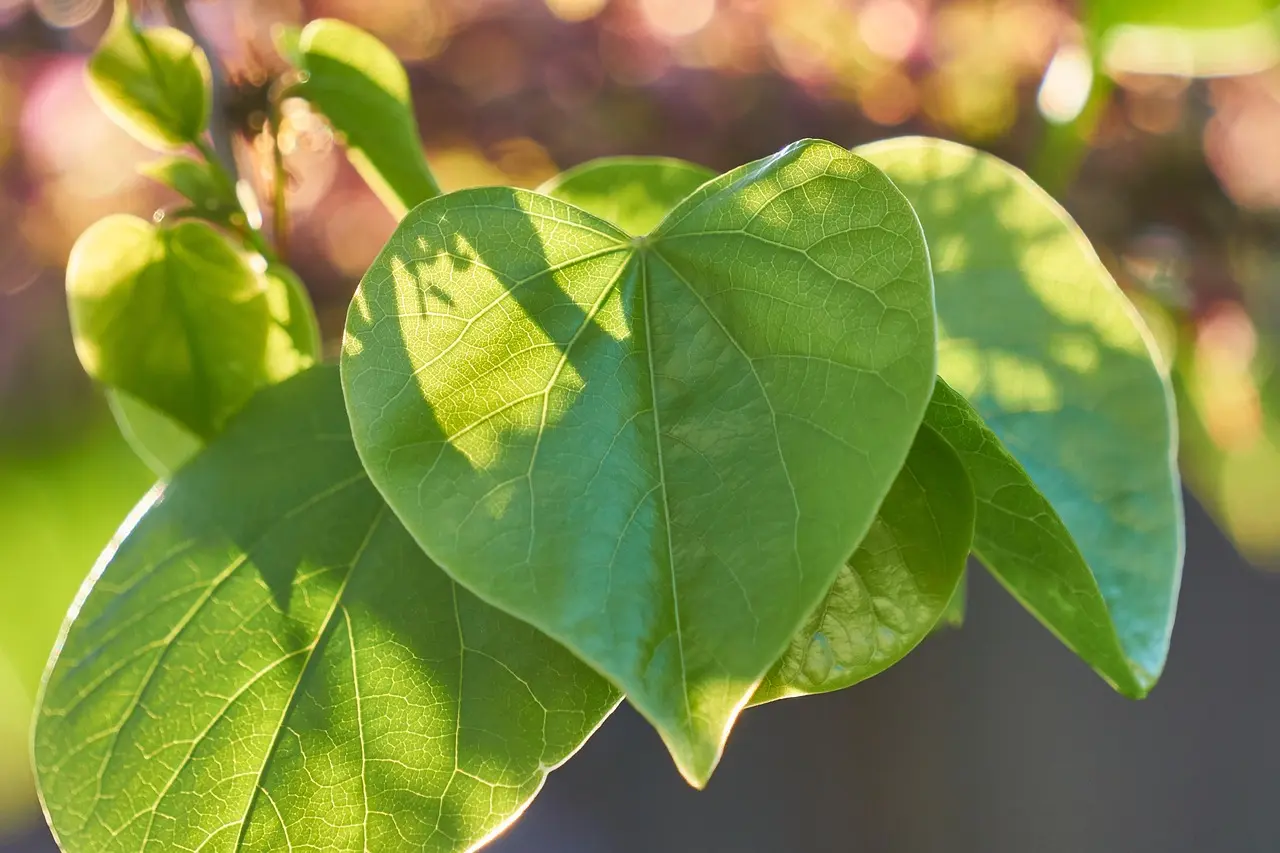 cercis