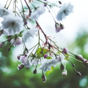 Cerisier fleur pleureur
