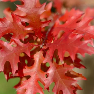 chene rouge