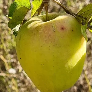 Cloche Ardennaise