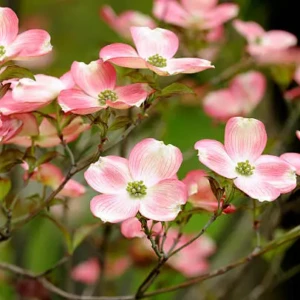 Cornus florida