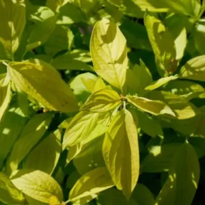 Cornus Kelseyi