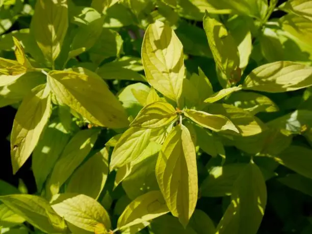 Cornus Kelseyi