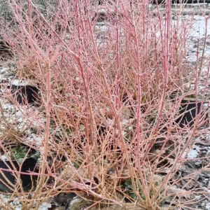 Cornus sanguin
