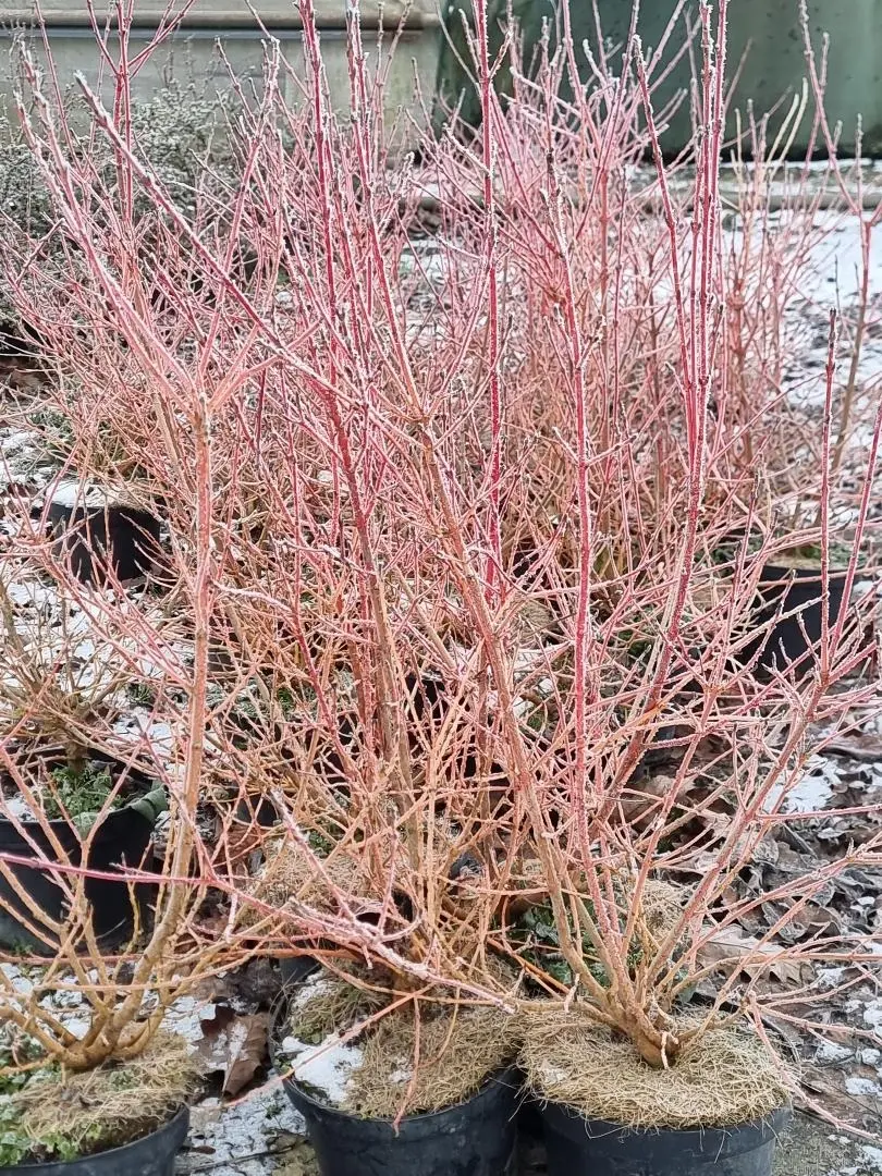 Cornus sanguin