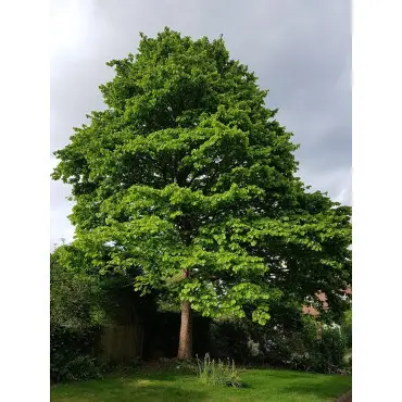 corylus-colurna-noisetier-de-byzance