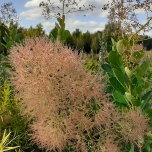 Cotinus