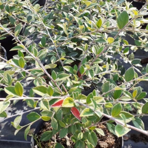 Cotoneaster Dammeri et Eichholz