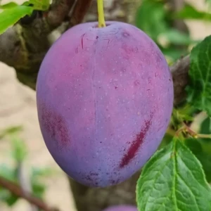 Couille de Pape