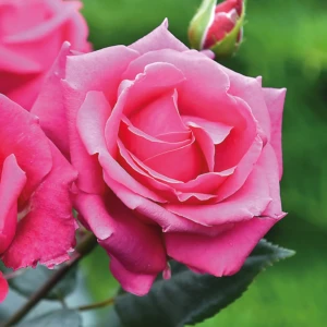 Crazy Pink